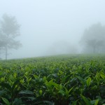 Nilgiri Kairbetta Cold Mist - First Flush 2026, 50 g